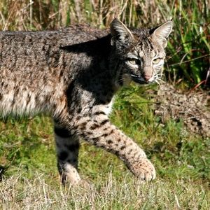 Meet your Posher, Maitri Marmotte